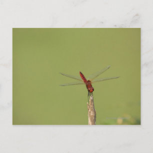 Een Dragonfly rust tijdelijk op een gedroogd onkru Briefkaart
