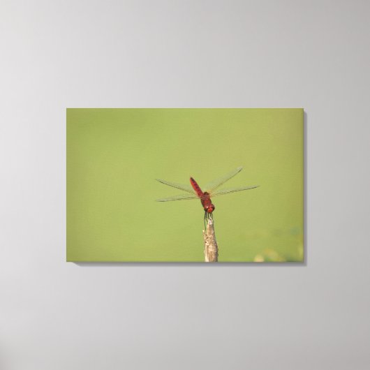 Een Dragonfly rust tijdelijk op een gedroogd onkru Canvas Afdruk (Voorkant)