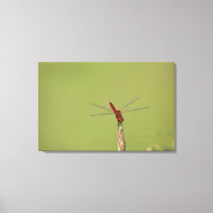 Een Dragonfly rust tijdelijk op een gedroogd onkru Canvas Afdruk