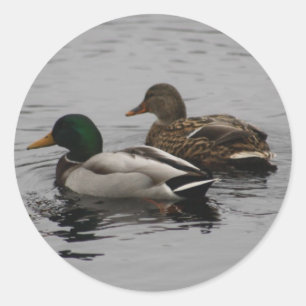 Een Drake en een Hen Ronde Sticker