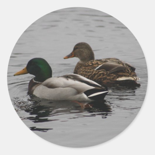 Een Drake en een Hen Ronde Sticker (Voorkant)