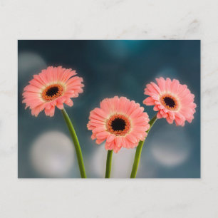 Een drietal roze Gerbera's ansichtkaart Briefkaart