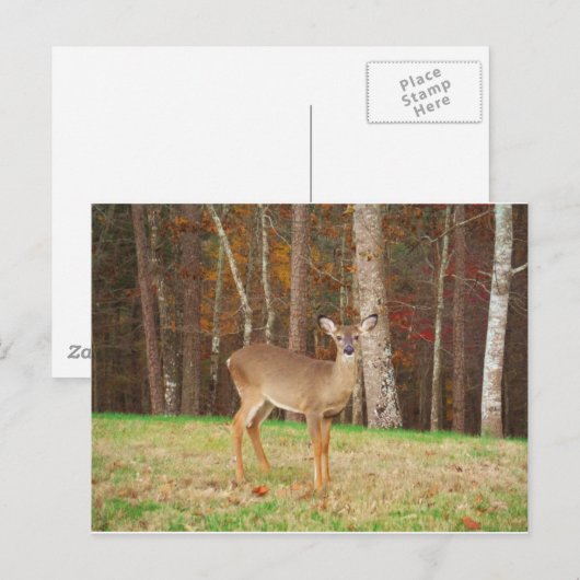 Een droomspeler van de Hunter Briefkaart (Voorkant / Achterkant)