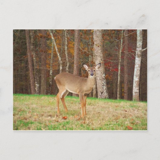 Een droomspeler van de Hunter Briefkaart (Voorkant)