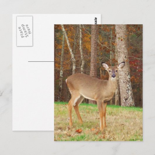 Een droomspeler van de Hunter Briefkaart (Voorkant / Achterkant)