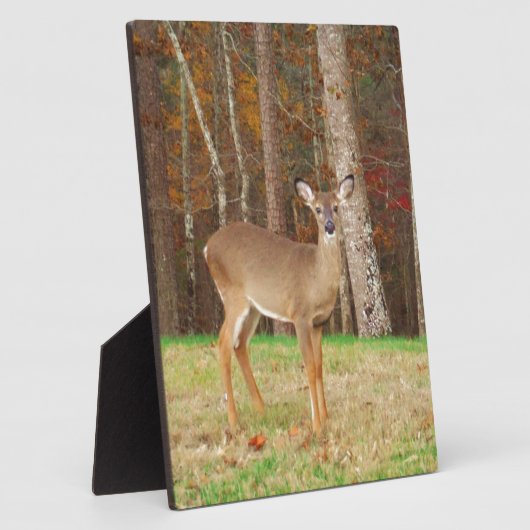 Een droomspeler van de Hunter Fotoplaat (Zijkant)