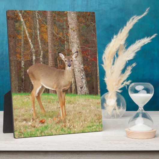 Een droomspeler van de Hunter Fotoplaat (Zijkant)