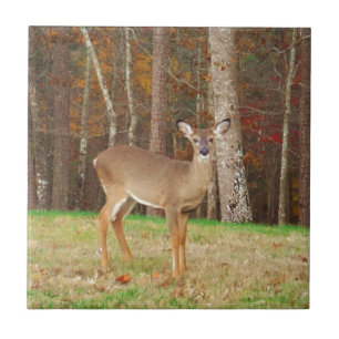 Een droomspeler van de Hunter Tegeltje