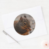 Een drukke Douglas eekhoorn Ronde Sticker (Envelop)
