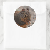 Een drukke Douglas eekhoorn Ronde Sticker (Tas)