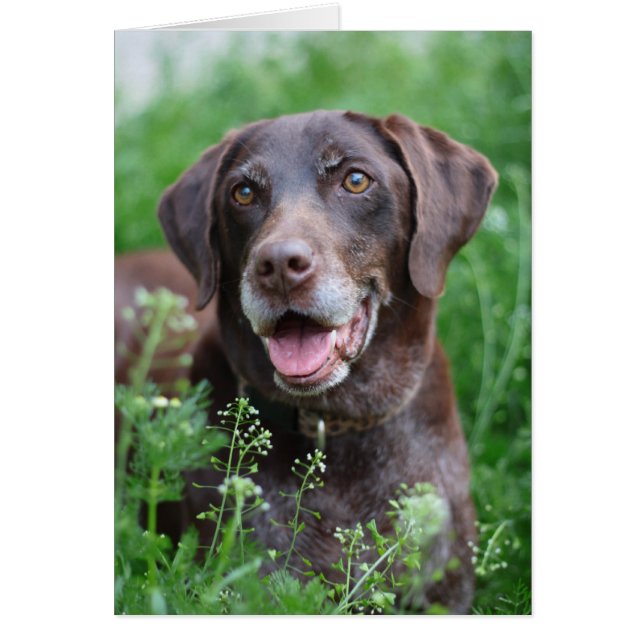 Een Duitse Shorthaired Pointer-hond in het gras (Voorkant)