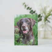 Een Duitse Shorthaired Pointer-hond in het gras Briefkaart (Staand voorkant)