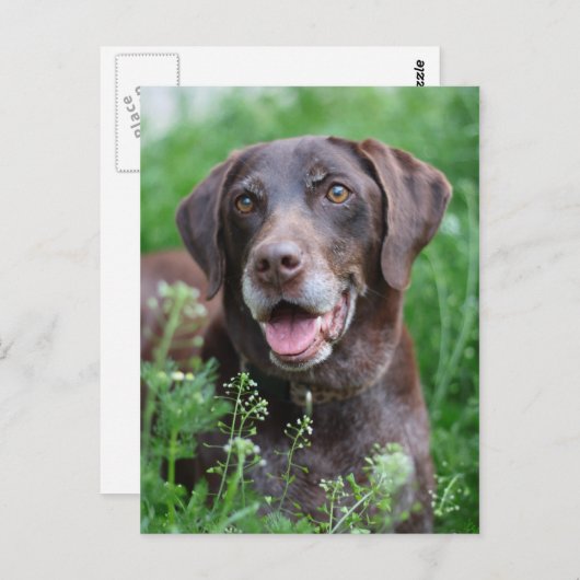 Een Duitse Shorthaired Pointer-hond in het gras Briefkaart (Voorkant / Achterkant)