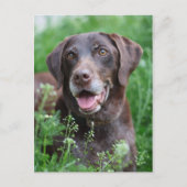 Een Duitse Shorthaired Pointer-hond in het gras Briefkaart (Voorkant)