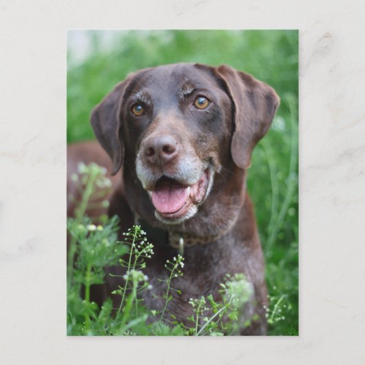 Een Duitse Shorthaired Pointer-hond in het gras Briefkaart (Voorkant)