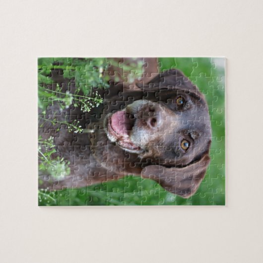 Een Duitse Shorthaired Pointer-hond in het gras Legpuzzel (Horizontaal)