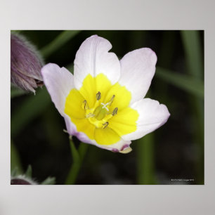 Een dwergtulp van 8 tot 10' hoog met lila bloemen poster