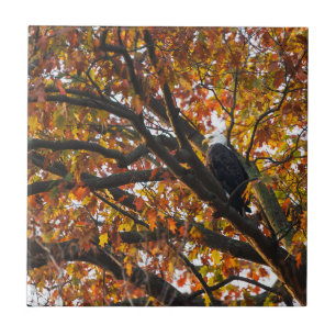 Een Eagle in het najaar Tegeltje