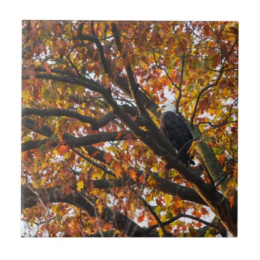 Een Eagle in het najaar Tegeltje (Voorkant)