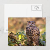 Een Eagle Owl Briefkaart (Voorkant / Achterkant)