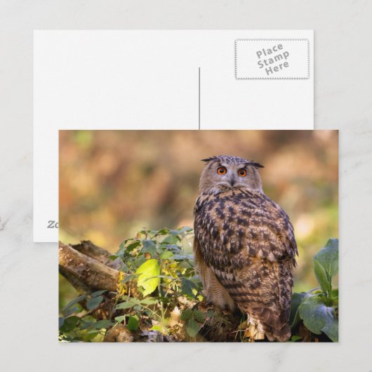 Een Eagle Owl Briefkaart (Voorkant / Achterkant)