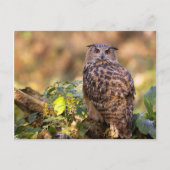 Een Eagle Owl Briefkaart (Voorkant)