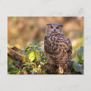 Een Eagle Owl Briefkaart