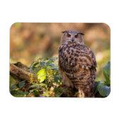 Een Eagle Owl Magneet (Horizontaal)
