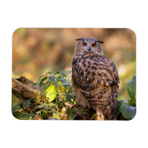 Een Eagle Owl Magneet