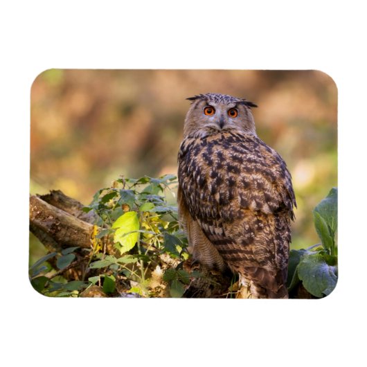 Een Eagle Owl Magneet (Horizontaal)