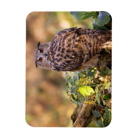 Een Eagle Owl Magneet (Verticaal)