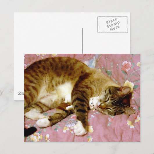 Een echte kat, een nepkat briefkaart (Voorkant / Achterkant)