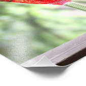 Een eekhoorn Drink een cocktail Foto Afdruk (Hoek)