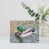 Een eendje. Bute Park, Cardiff, Wales Briefkaart (Staand voorkant)