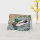 Een eendje. Bute Park, Cardiff, Wales Kaart (Gele Bloem)