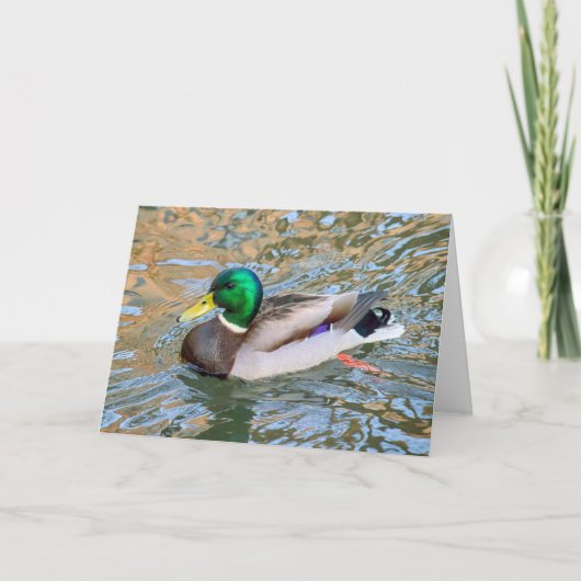 Een eendje. Bute Park, Cardiff, Wales Kaart (Voorkant)