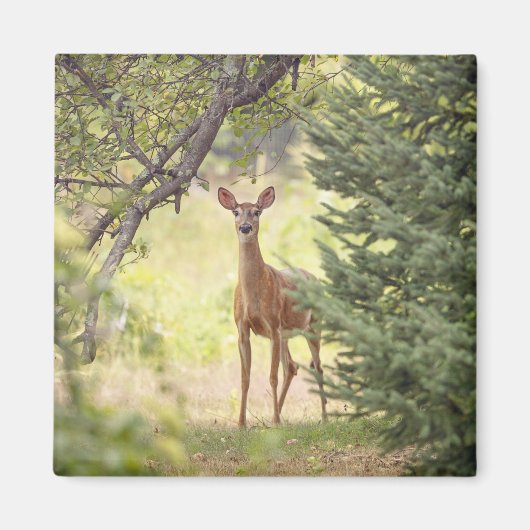 Een eenzaam hert magneet (Voorkant)