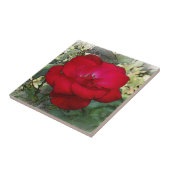 Een eenzaam roos tegeltje (Zijkant)