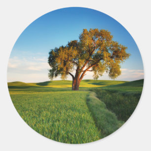Een eenzame boom omgeven door het rollen van tarwe ronde sticker