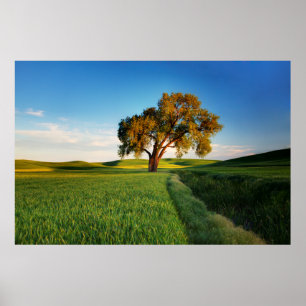Een eenzame boom omringd door glooiende heuvels va poster