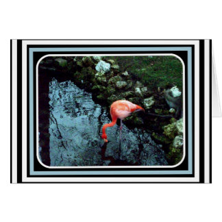 Een eenzame Flamingo