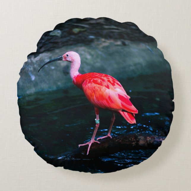 Een eenzame flamingo vogel rond kussen (Voorkant)