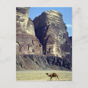 Een eenzame kameel, Wadi Rum Desert, Jordaanwoesti Briefkaart
