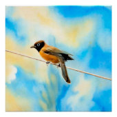 Een eenzame kleurrijke vogel perfect poster (Voorkant)