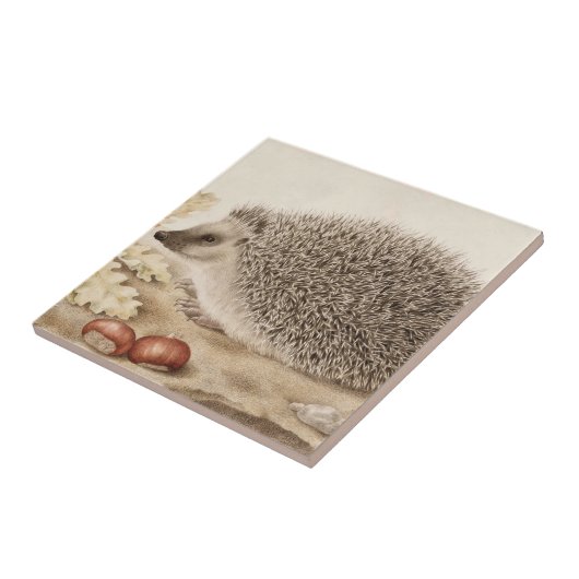 Een egel in een landschap door Giovanna Garzoni Tegeltje (Zijkant)