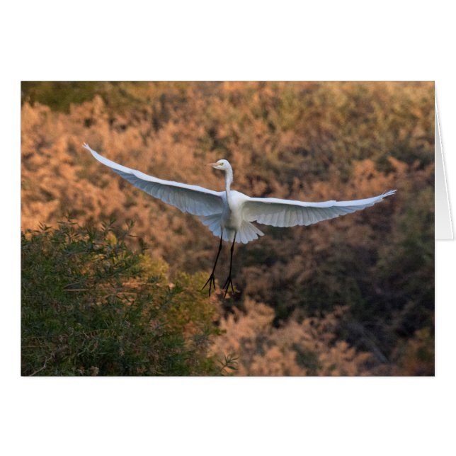 Een Egret vliegt (Voorkant Horizontaal)