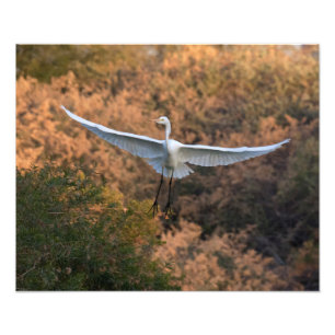 Een Egret vliegt Foto Afdruk