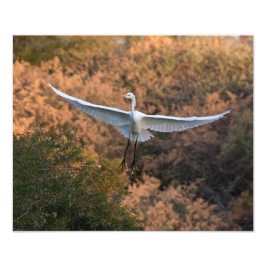 Een Egret vliegt Foto Afdruk (Voorkant)