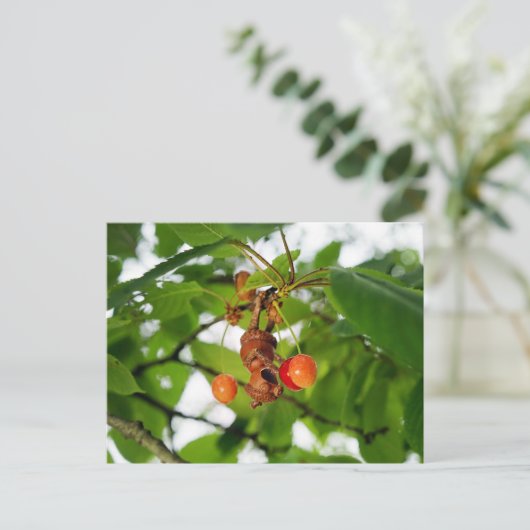 Een eikelelf eet kersen als een vleermuis briefkaart (Staand voorkant)