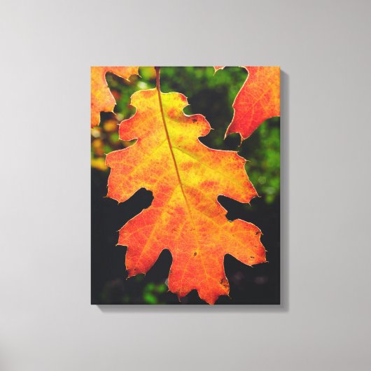 Een eikenblad in Six Rivers National Forrest Canvas Afdruk (Voorkant)